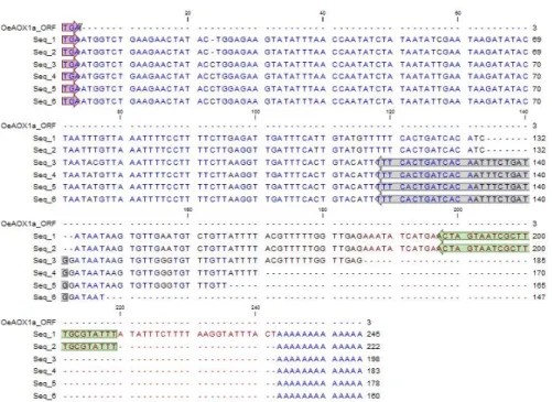 Figure 2. Alignment of the six different isolated sequences corresponding to the 3′-UTR of OeAOX1a  gene