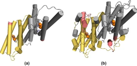 Figure 4. Structural mapping of the sequence diversity of OeAOX1d. The homology-based model of (a)  OeAOX1d_transcript variant X2 and the structure of (b) AOX from T