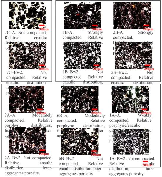 Figure 5 -  Photomicrographs of thin sections of representative horizons of LVdf proiles