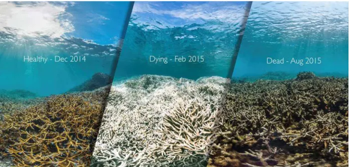 Figure 6 -  Bleaching event in the Australian Great Barrier. Once bleached, the reefs lose their capacity to withstand,  therefore the biodiversity is lost, and the productivity drops