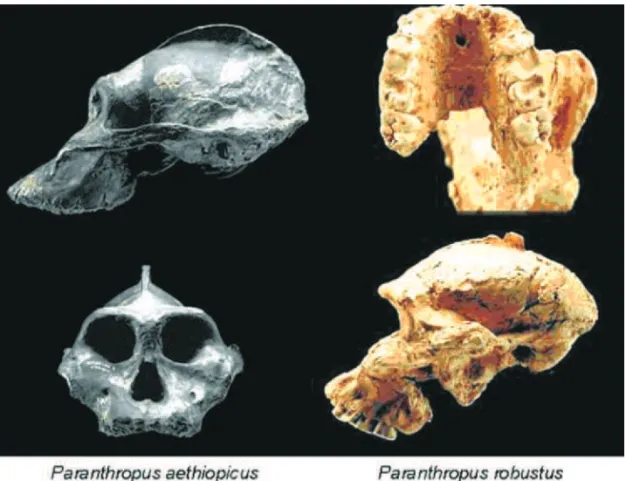 Figura 12 – os megadontes são aqui representados por duas espécies do gênero Paranthro- Paranthro-pus, o aethiopicus e o  robustus (existe ainda uma terceira espécie do gênero, o  Paranthropus boisei)