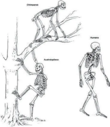 Figure 6 – Comparison of the “Lucy” skeleton (left) with that of a modern  human female (right)