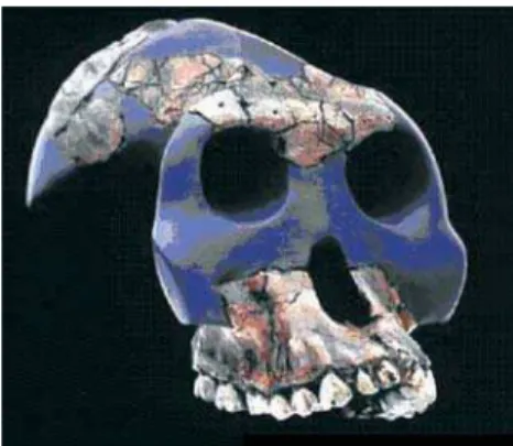 Figure 8 – Cranium of Australopithecus ghari, a fossil unearthed in the Awash River  valley, Ethiopia, in 1996