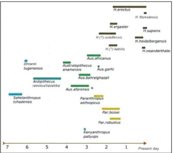Figure 1 – Distribution over time (in millions of years) and possible  phylogenetic tree showing the main evolutionary branches in  hominin evolution.