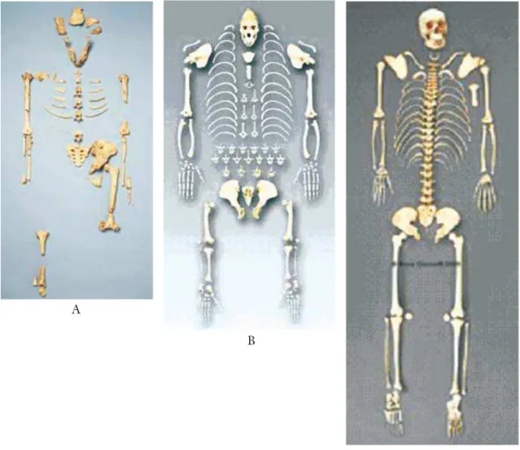 Figure 3 – (A) Partial skeleton of Australopithecus afarensis, found in 1974  in Hadar, Ethiopia