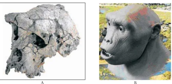 Figure 4 – (A) Cranium of Sahelanthropus tchadensis, found at Toros-Melalla  in the Sahel region of the southern Sahara in Chad