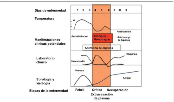 Figura 2 – El curso de la enfermedad del dengue.
