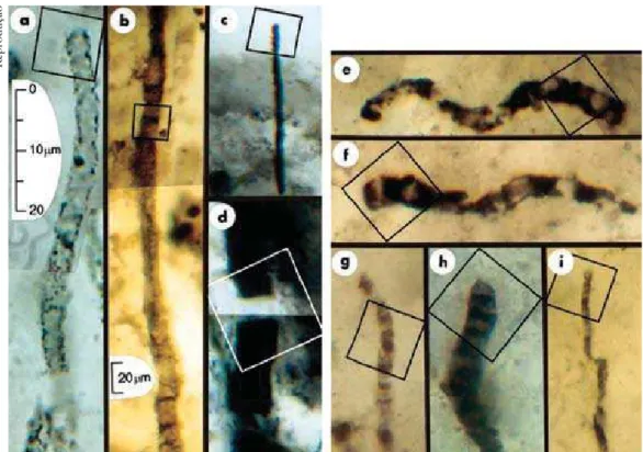 Figure 3 – Pre-Cambrian Microfossils. Specimens “e, f, g, h, i” are the oldest     (3,465 B.a.), found in the stromatolites of Apex, in Australia       (J
