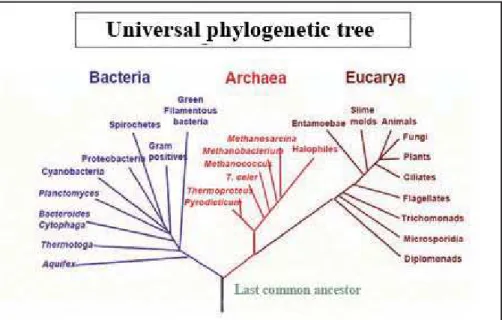 Figure 4 – Universal phylogenetic tree of life based on the 16S Ribosomal      RNA, showing the existence of a common ancestor to all  life forms.