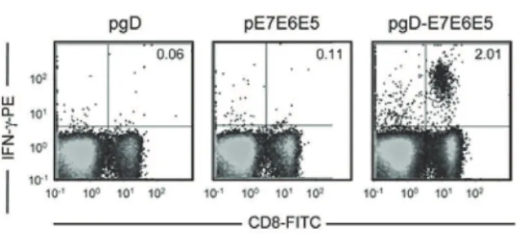 figure 1 – Activation of e7-specific CD8 +  T cell precursor  and preventive protec- protec-tion against tumors induced by TC-1 cells in mice immunized by  par-enteral route (intramuscular) with the pgD-e7e6e5 vector