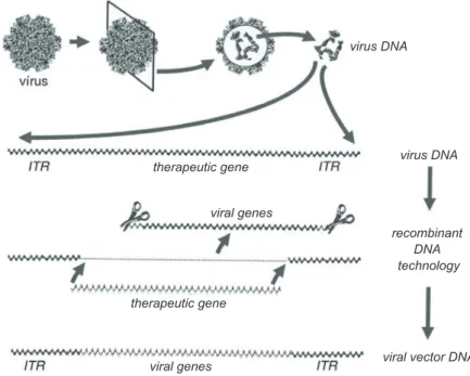Figure 2 – Construction of a viral vector for gene therapy. the figure illustrates, as  an example, the adeno-associated virus, whose genetic material is a  single-stranded DNA