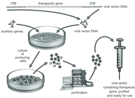 Figure 3 – mass production of viral vectors for gene therapy. the figure once again  uses as an example a vector derived from adeno-associated virus
