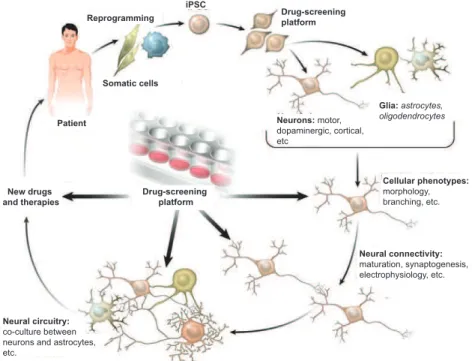 figure 1 – Modeling of neurological diseases using iPsC technology. Reprogramming  of somatic cells of patients and controls, generating isogenic iPsC, i.e.,  having the same genome as the patient