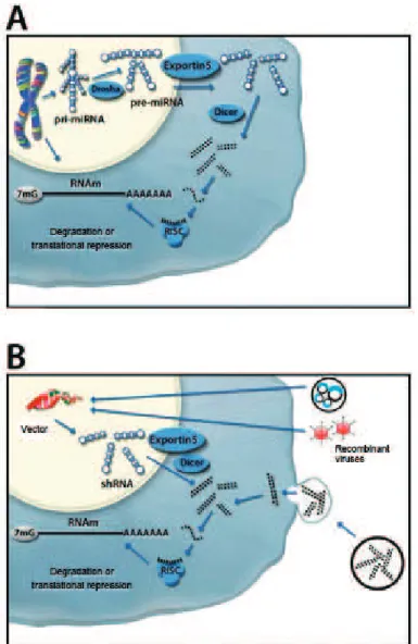 Figure 1 – RNA interference activity in animal cells. A) Schematic of the RNA inter- inter-ference mechanism indicating the main proteins/protein complexes  in-volved; B) schematic showing how we can use these mechanisms to guide  gene silencing, with RNA 