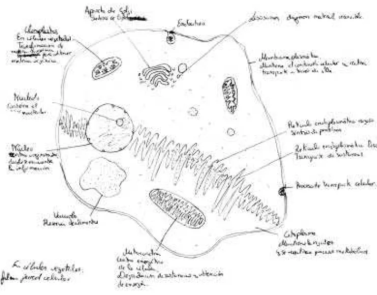 Fig. nº 2: Ejemplo de un diseño caracterizado como producto de un modelo mental B.