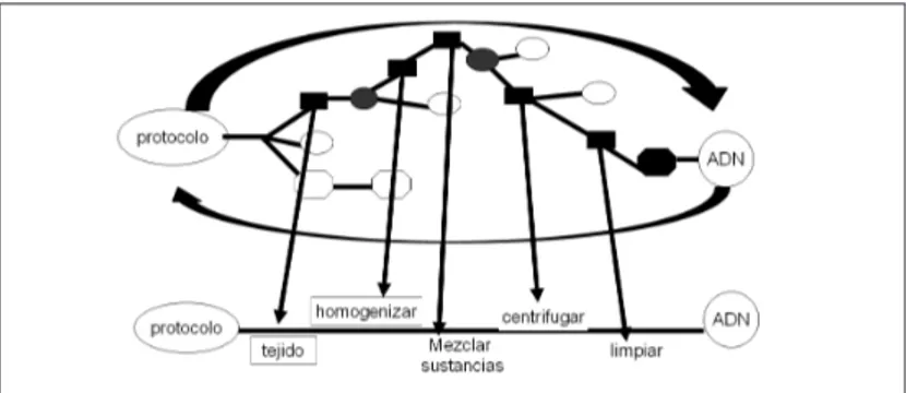 Figura 4 - Esquema de la práctica asociada obtención de ADN, inferido de sus reiteraciones