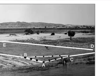 Figura 16 – Campos de cultivo en las riberas del río Nilo  Fuente: Wikipedia, España. 
