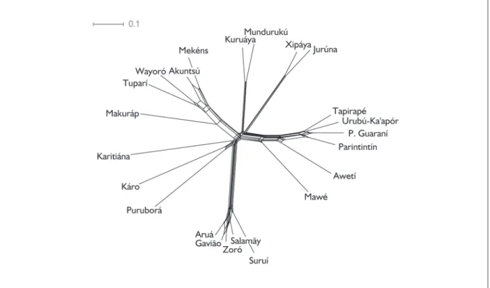 figure 2. network representation of lexical distance (neighbornet algorithm) based on the 100-word swadesh list.