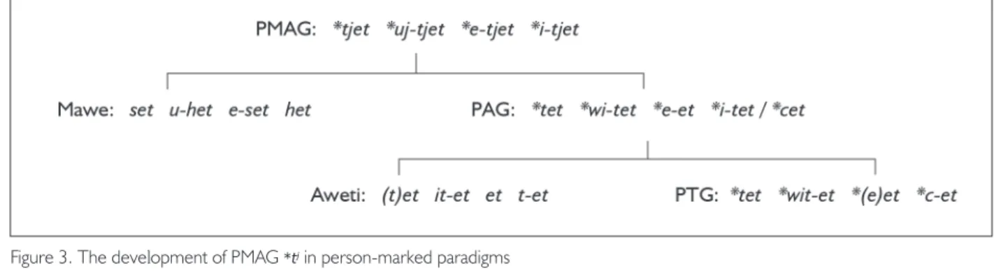 figure 3. the development of PMAG  *t j  in person-marked paradigms