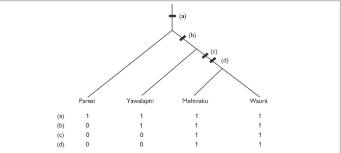 Figure 1 does not indicate diachronic developments that are restricted to particular terminal taxa