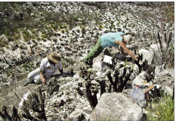 Figura 7. A Lapa da Ciranda tem o material lítico lascado acumulado em patamares rochosos, parcialmente recobertos de depósitos  sedimentares muito rasos e canelas-de-ema (Velloziaceae)