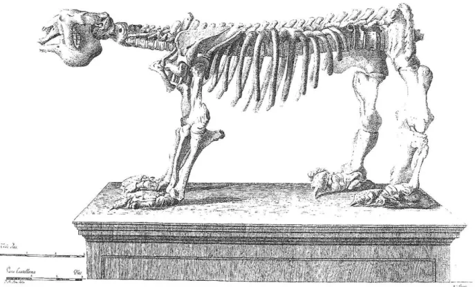 Figura 5 – El megatherium de Lujan, según Juan Bautista Bru