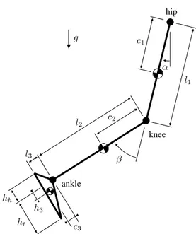 Table 1. Anthropometric parameters of the model. Refer to the equations  of motion in Appendix 1