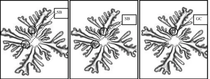 Figure 8. Concentration contours for a time sequence at the simulation  end showing side-branching (SB) and gradual coalescence (GC) fingering  mechanisms –  MR  = exp(6.0) and  Pe G  = 1000