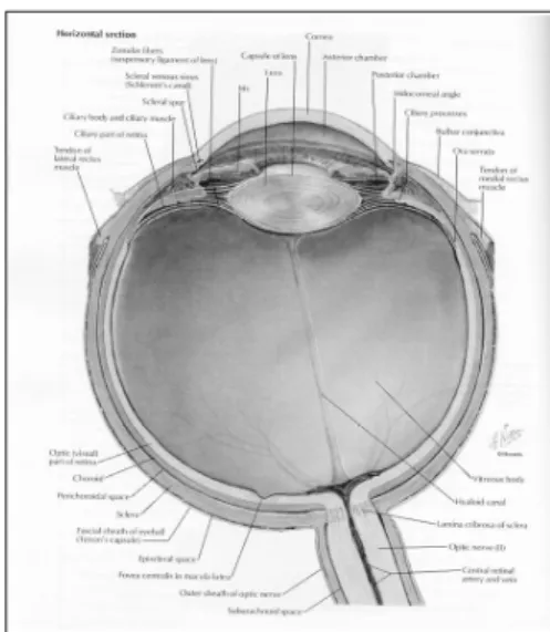 Figure 1. Cross section of the human eye (Netter &amp; Dalley, 1997). 