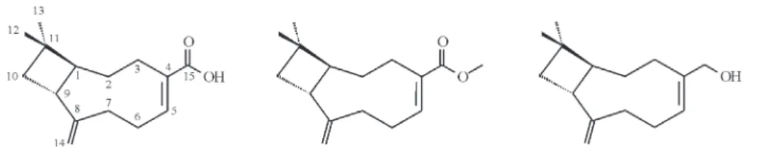 Figure 1. Lychnophoric acid 1, its derivative ester 2 and alcohol 3.