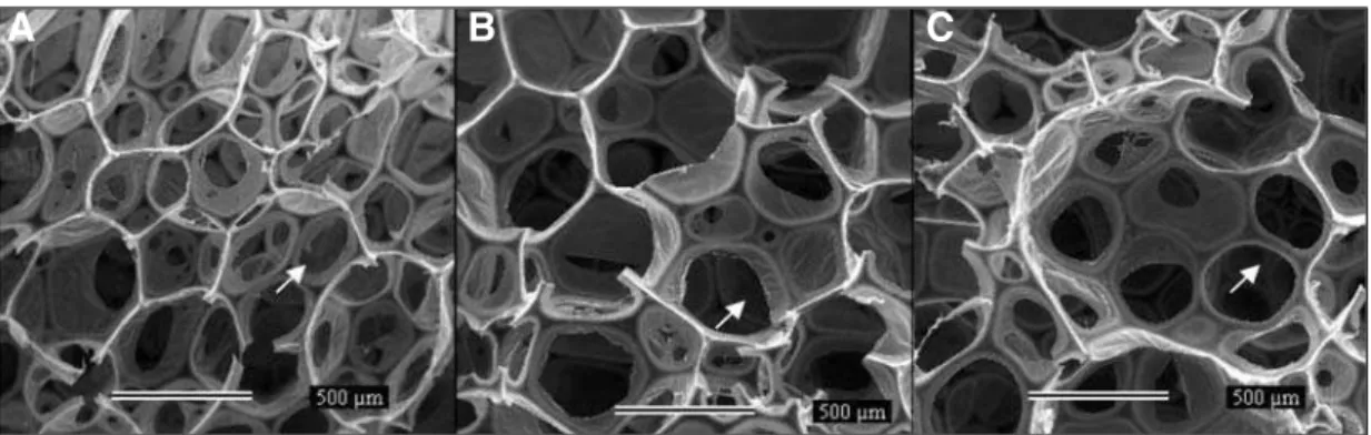 Figure 4. SEM of foam filled with carbonate at concentrations of 9, 15 and 21% (magnification of 50x).