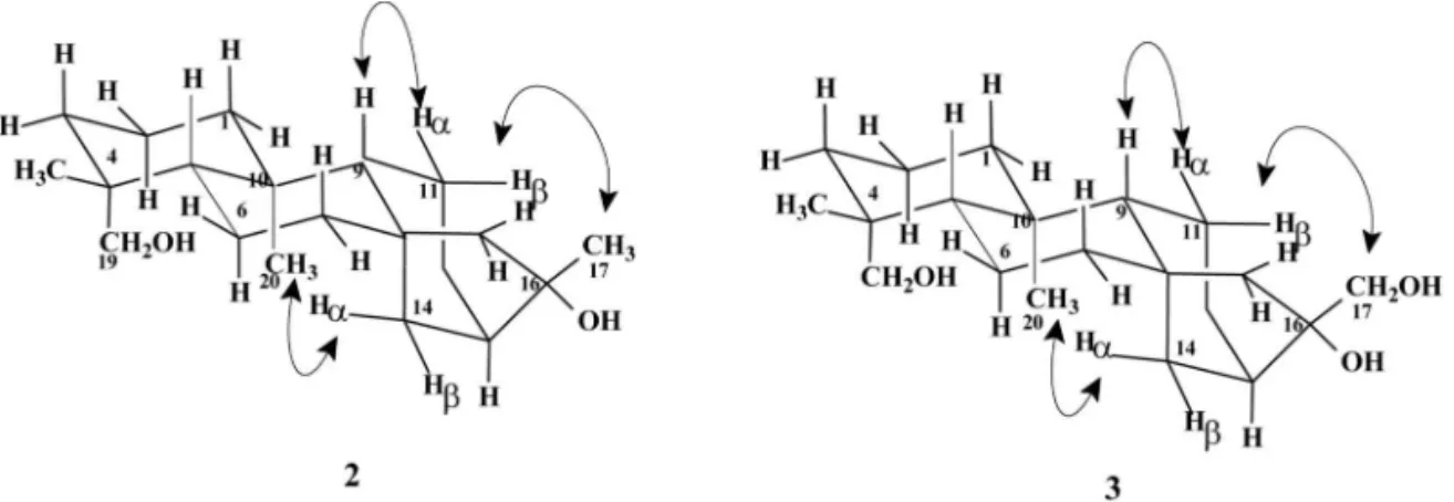 Figure 1 – Correlations observed in the ROESY spectra of compounds 2and 3.