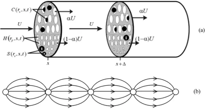 Figure 1 – Geometric model of the porous medium (a) Sketch for particulate suspension transport in porous media: particles are captured due to size exclusion
