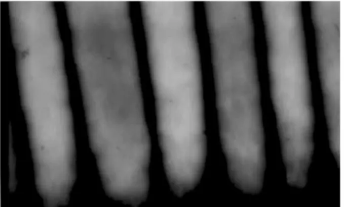 Figure 1. Lyotropi nemati phase in 0.2 mm thik mi-