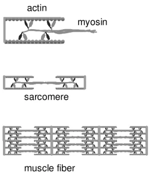 Figure 1. Shemati of kinesin arrying argo along a mi-