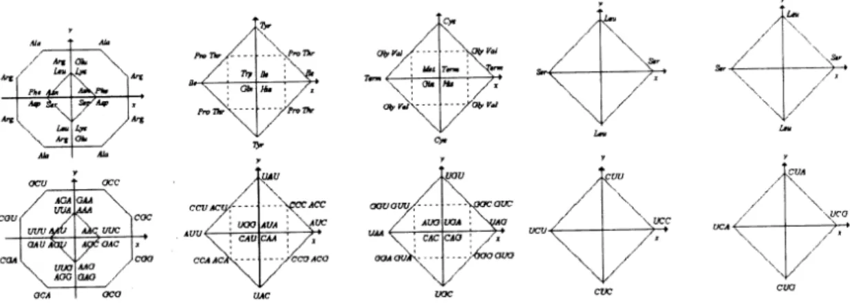 Table 5. The codons and their positions in the Weyl space, degeneracy = 1.