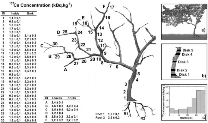 Figure 1. Distributions of the 137 Cs concentration (kBq.kg − 1 ) along 30 points of guava tree