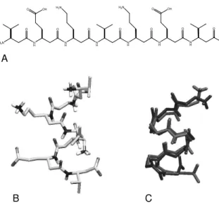 Figure 4. Comparison of the conformational preference of the β- β-heptapeptide when simulated with the SPC or SPC/L water model.