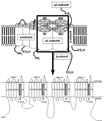 Figure 3. Molecular structure of the VGCC complex with zoom of the proposed transmembrane arrangement of the VGCC α 1-subunit.