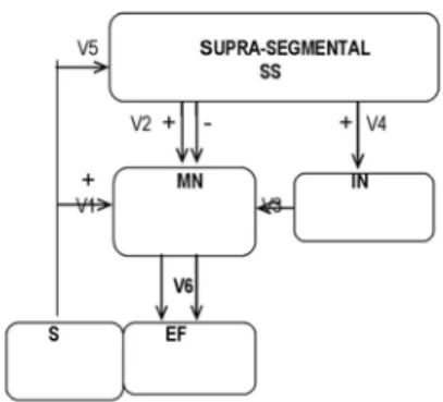 FIG. 1: Schematic representation of the neural circuit as a model representative of a spinal reflex circuit:S= sensorial receptor; SS = supra-segmental area + motor structures of brain stem; V2 and V4