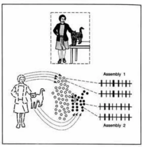 FIG. 1: Feature binding: the lady and the cat are respectively repre- repre-sented by the mosaic of empty and filled circles, each one  represent-ing the receptive field of a neuron group in the visual cortex