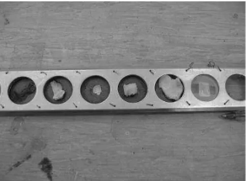 FIG. 5: One of the bones irradiated from the spinal column.