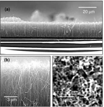 Figure 2 shows the SEM micrographs of a CNT array grown by pyrolysis of acetylene over an annealed 60%-iron film (sample II)
