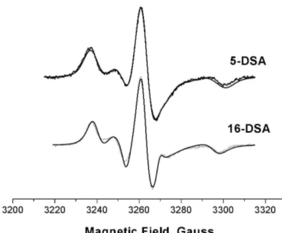 FIG. 6: Experimental and simulated EPR spectra for 5-DSA and 16- 16-DSA nitroxides bound to pure BSA samples