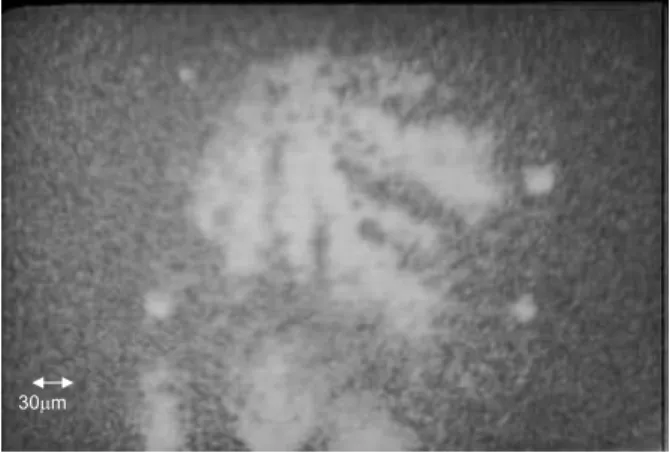 FIG. 6: Bacterial colony.