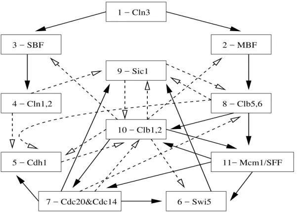 FIG. 1: The yeast cell cycle regulatory network [3]. The nodes are identified by the proteins or complex proteins and by the number used in the definition of the dynamical system