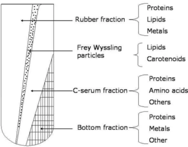 FIG. 2: Cis polyisoprene monomer