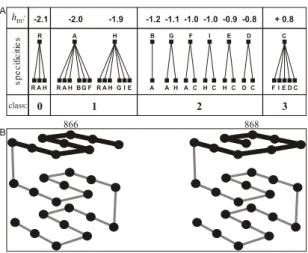 FIG. 1: Steric specificities and hydrophobic level (A). Connected letters indicate that these residue types are allowed to contact as  lat-tice first neighbors