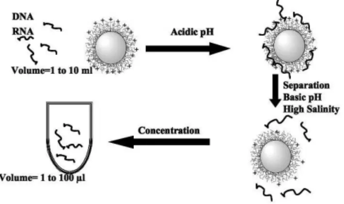 FIG. 5: Illustration of specific capture and detection of targeted nu- nu-cleic acids