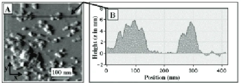 FIG. 12: Interpretation the AFM images recorded on the Sr hex- hex-anoate ﬁlm deposited onto mica surface.